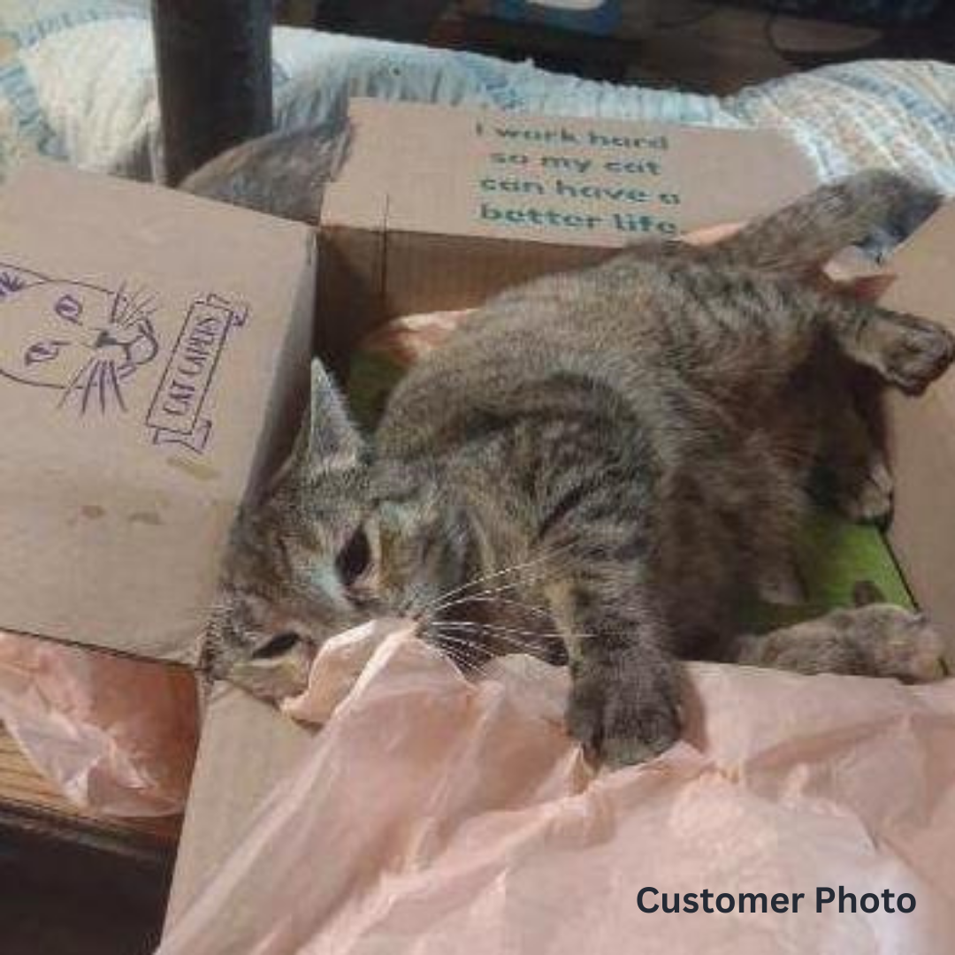 Cat Capers - Every Two Months